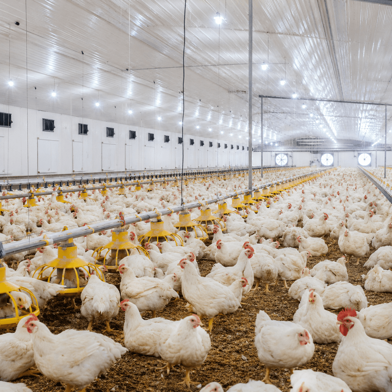 PAKISTAN POULTRY & FEED MARKET